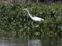 Nic - 191 * Great Egret